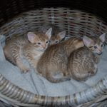 Neliviikkoiset puupennut kerrankin samassa kuvassa! Monni, Vili, Juno, Poppi.