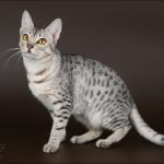 Helmi (Northalla Granuaile), 9kk