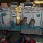 SE_Speedcat_090313_0585