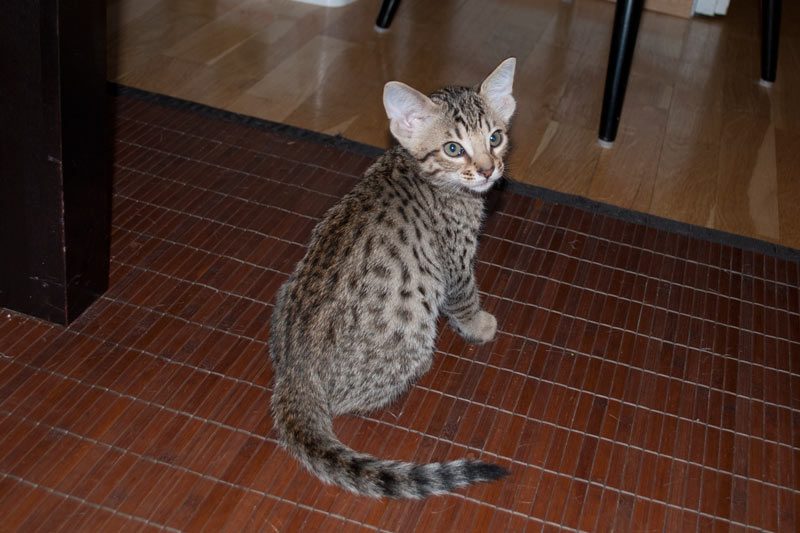 Northalla Basalt, 8 viikkoa/weeks