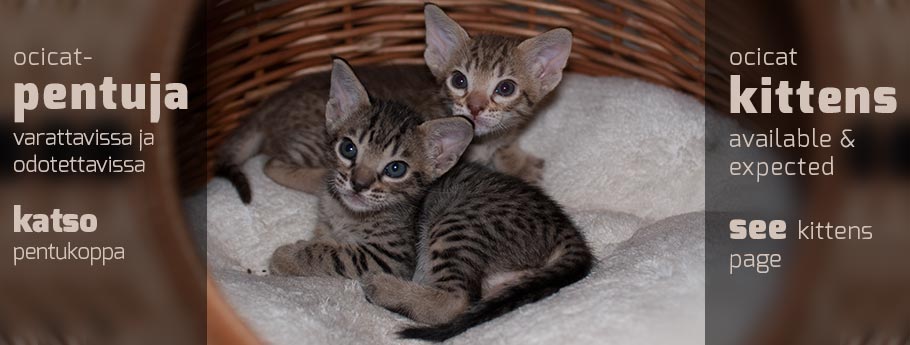 Northalla pentukoppa | Northalla kittens at the moment