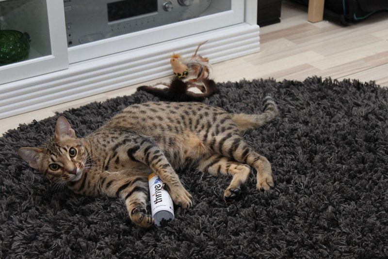 Northalla Basalt, 9kk. Photo: Sanna Bengtström.