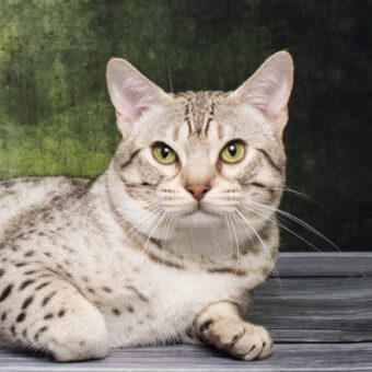 Calippo-web Calippo-web