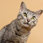 Gubbe, Northalla Blackbeard