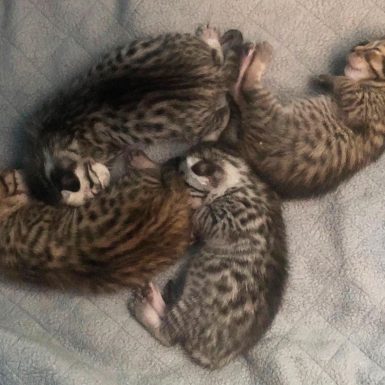 37d62a39-fafd-4d70-be48-e3a14a4103d2 37d62a39-fafd-4d70-be48-e3a14a4103d2