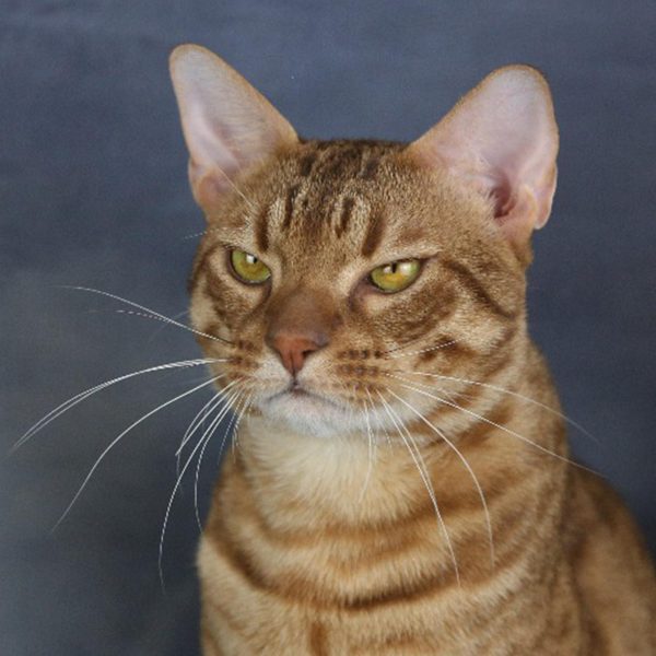 IC JCH KCH SE*Hormuz Nâder JW, photo Erika Aaltonen